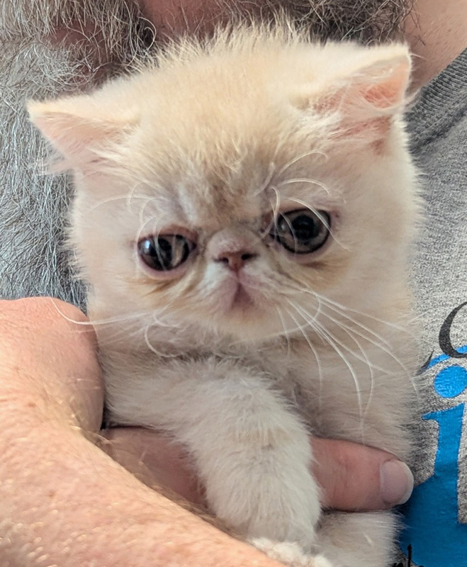 Kitten 1
