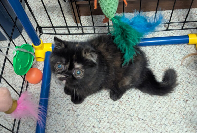 Kitten 2