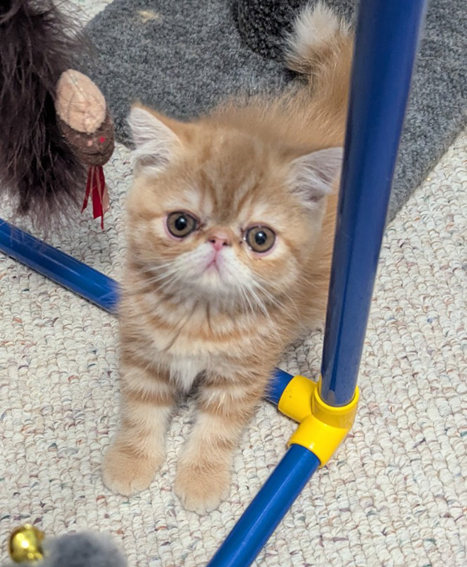 Kitten 3